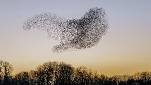 Swarm behaviour observed with a flock of birds.